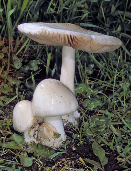 Volvariella gloiocephala
